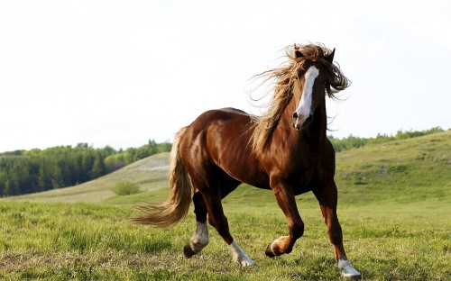 Image brown and white horse on green grass field during daytime