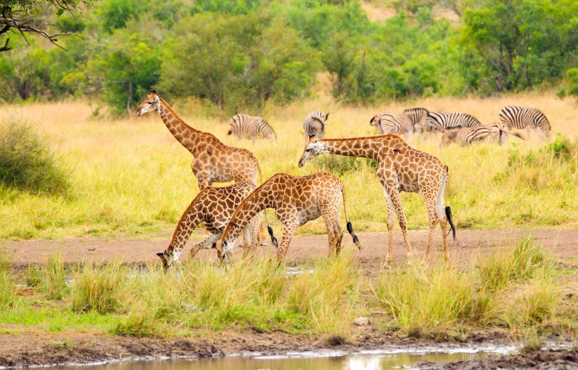 brown and black giraffes on brown grass field during daytime