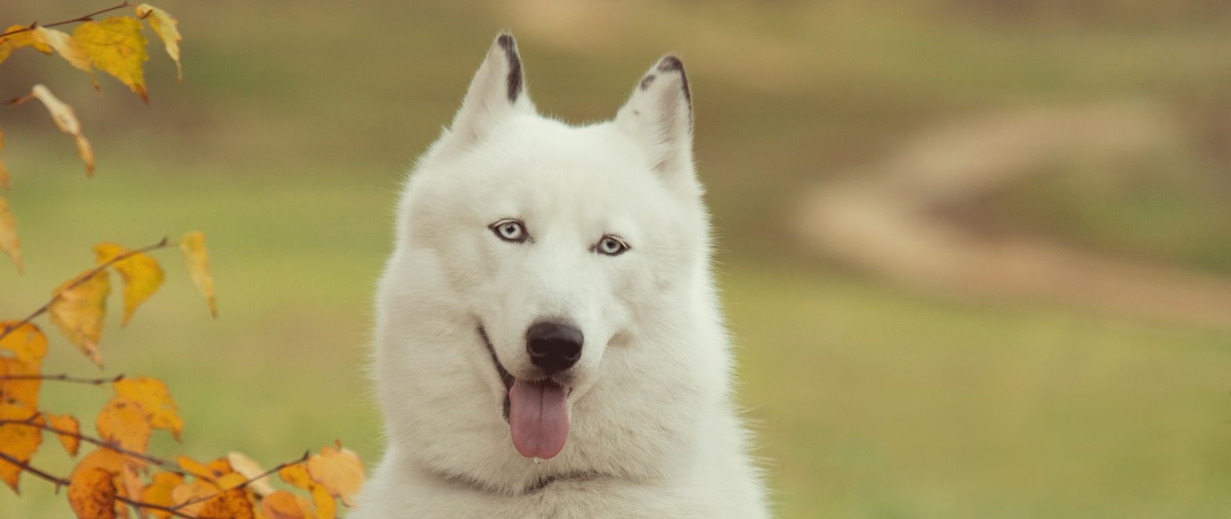 Weißer Wolf Mit Herausgestreckter Zunge. Wallpaper in 2560x1080 Resolution