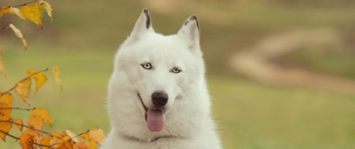 Image white wolf with tongue out