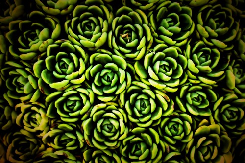 Image green succulent plant in close up photography