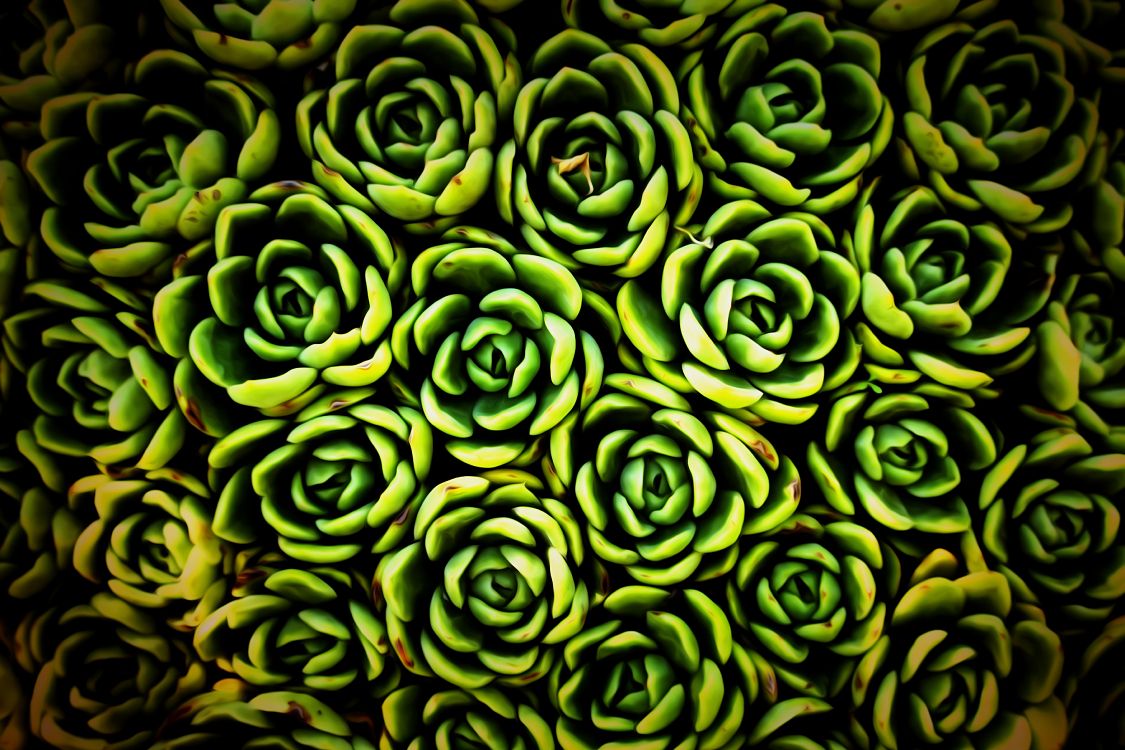 green succulent plant in close up photography