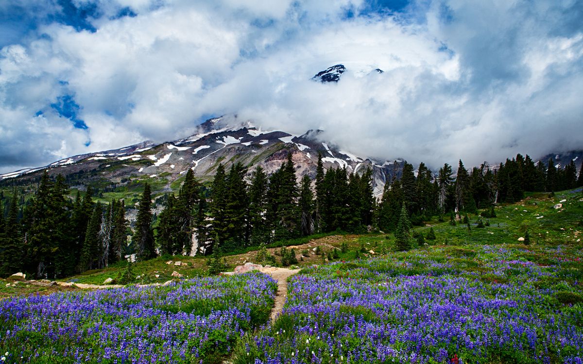 green grass field near green trees and mountain under white clouds during daytime