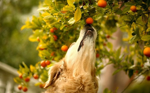 Image golden retriever puppy biting green and orange fruit during daytime