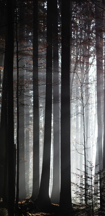 Image forest, tree, sunlight, nature, natural environment