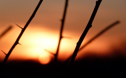 Image silhouette of tree branch during sunset