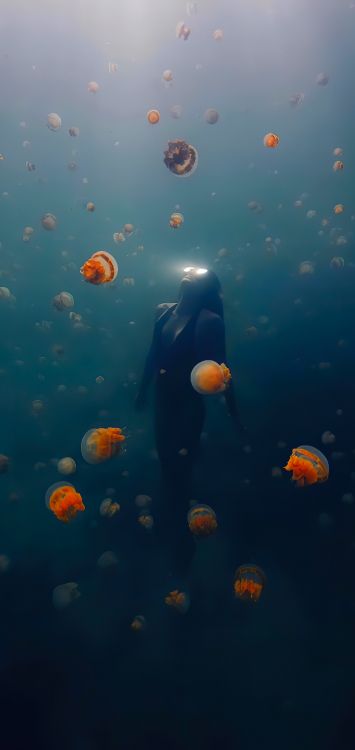 Unterwasser, Korallenriff, Marine Biologie, Korallenriff-Fische, Wasser. Wallpaper in 1421x3000 Resolution