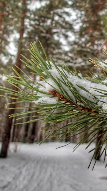 Image green pine tree covered with snow