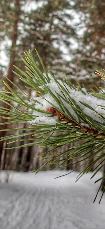 Image green pine tree covered with snow