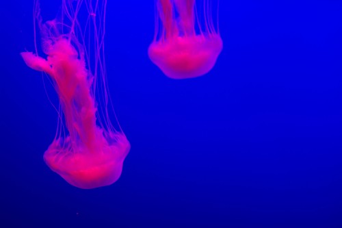 Image pink jelly fish in water