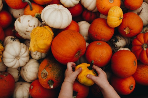 Image person holding yellow and red pumpkins