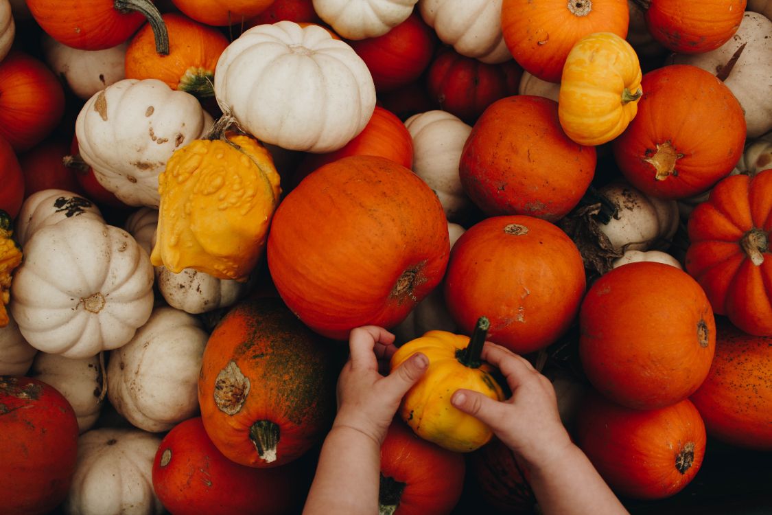 person holding yellow and red pumpkins