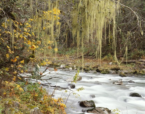 Image brown and green trees beside river during daytime