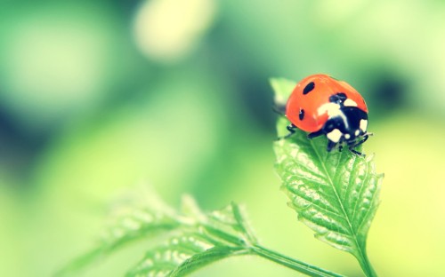 Image red ladybug perched on green leaf in close up photography during daytime