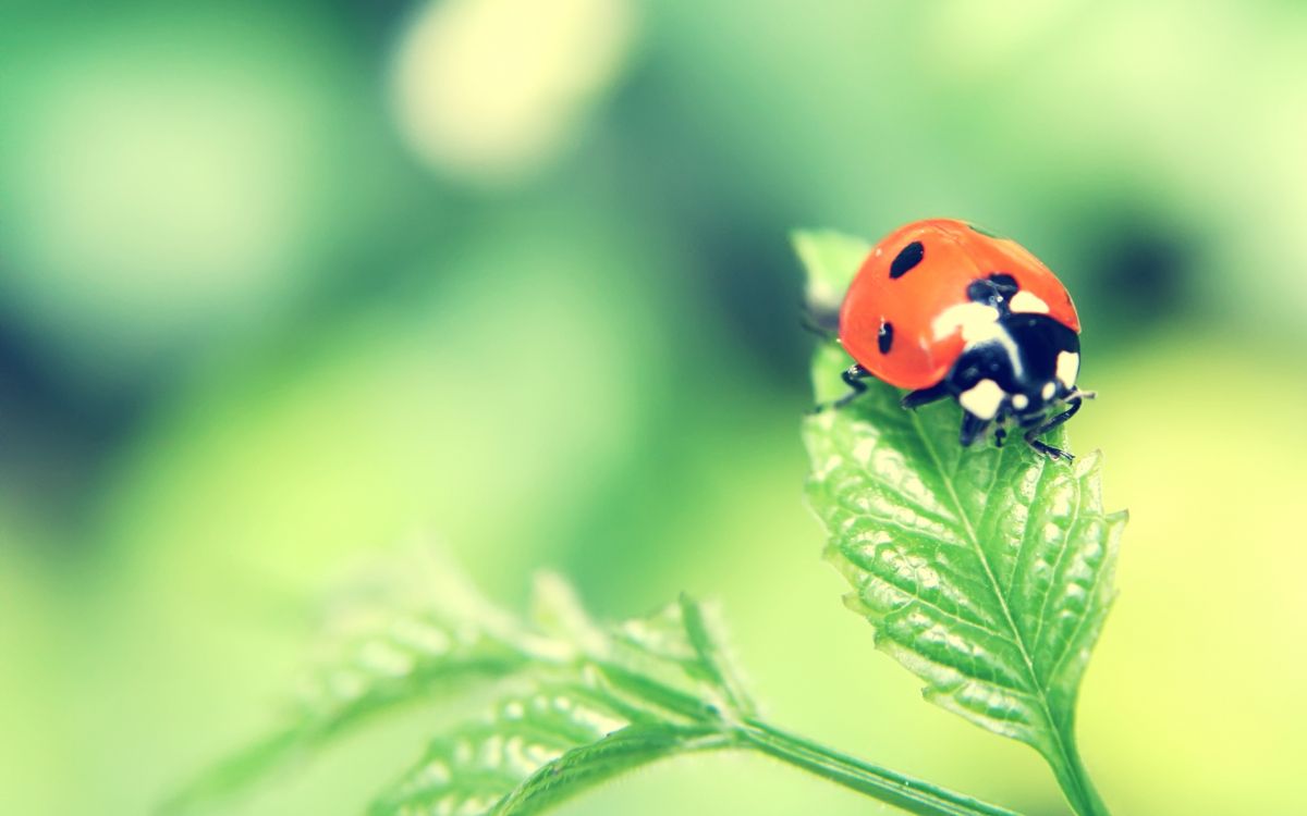 red ladybug perched on green leaf in close up photography during daytime