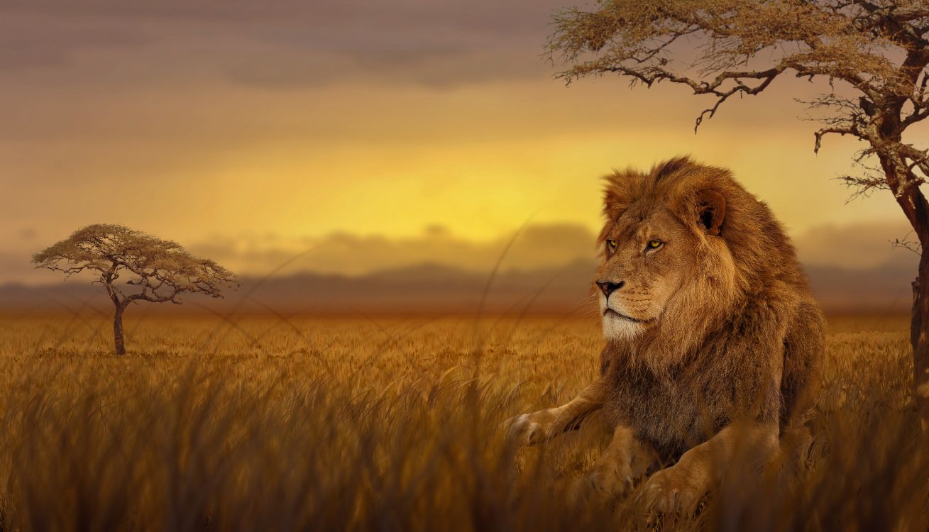 Lion Couché Sur L'herbe Verte au Coucher du Soleil. Wallpaper in 4993x2859 Resolution