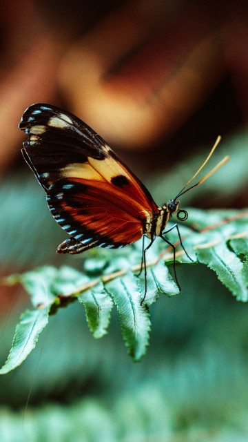 Image black and orange butterfly perched on green leaf in close up photography during daytime