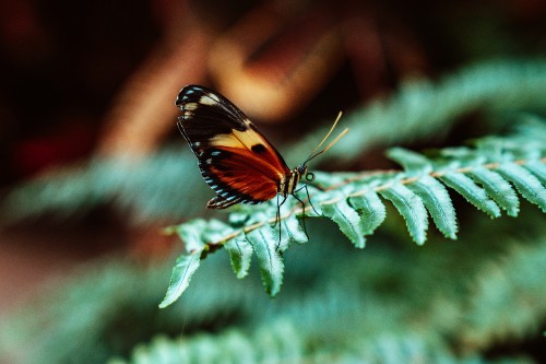 Image black and orange butterfly perched on green leaf in close up photography during daytime