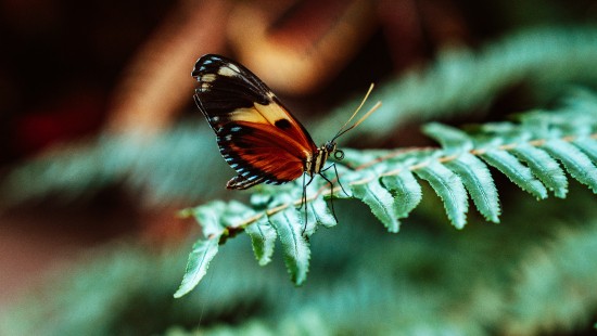 Image black and orange butterfly perched on green leaf in close up photography during daytime