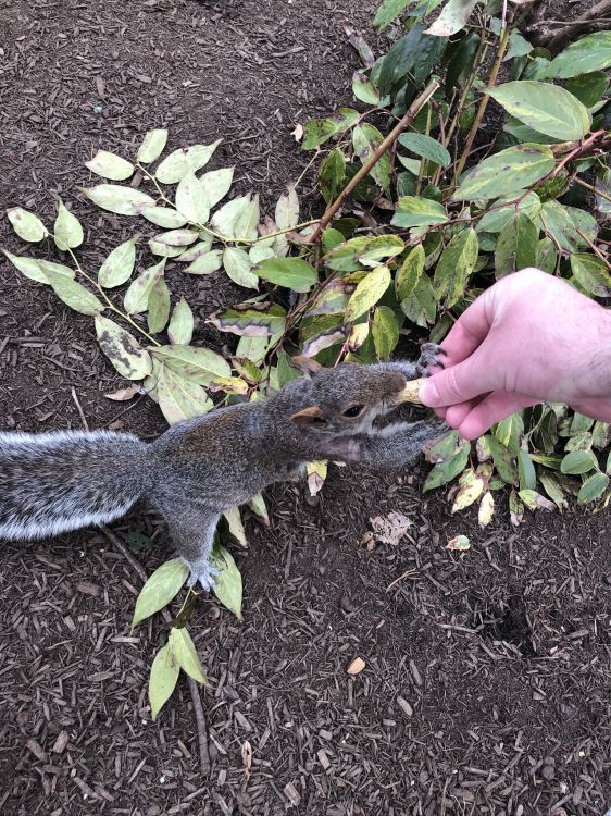 Lagarto, Planta, Ciencia, Suelo, Adaptación. Wallpaper in 1536x2048 Resolution