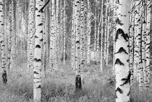 Image grayscale photo of trees on grass field