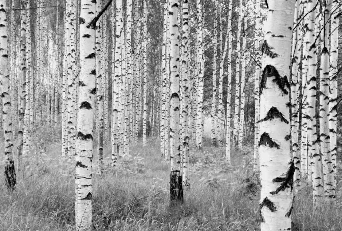 grayscale photo of trees on grass field