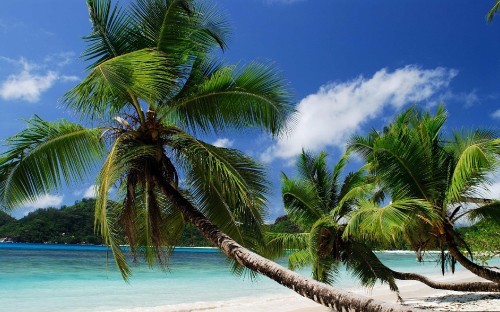 Image green palm tree on beach during daytime