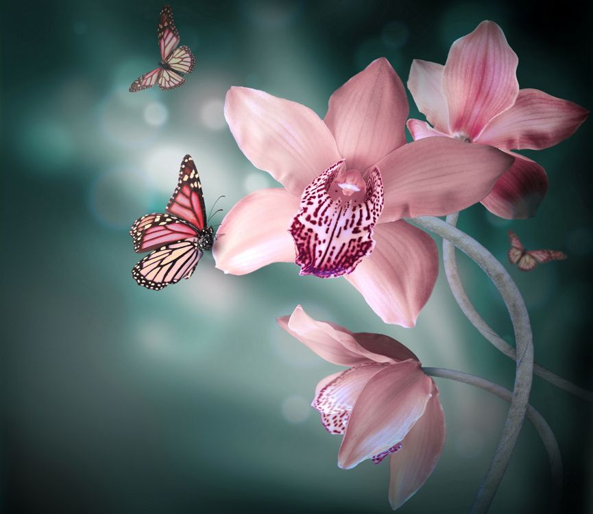 Rosa Und Schwarzer Schmetterling Auf Rosa Blume. Wallpaper in 2215x1920 Resolution