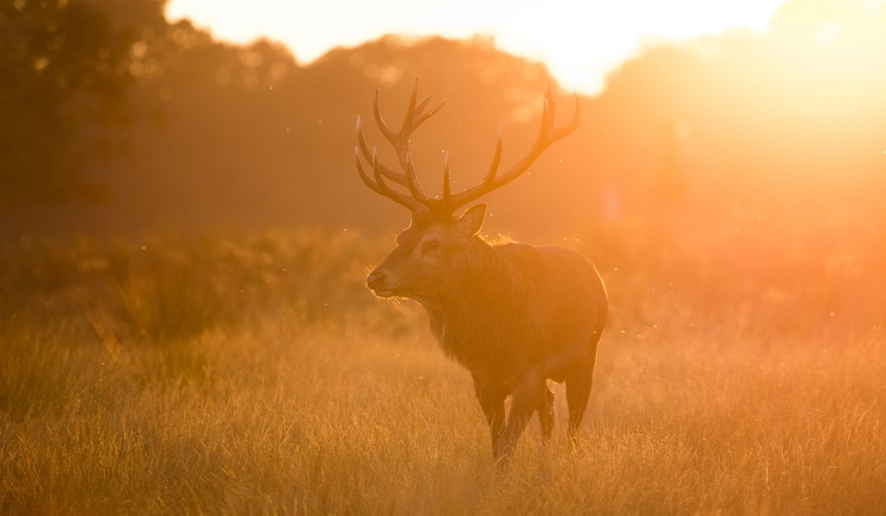 Brown Deer on Brown Grass Field During Sunset. Wallpaper in 2047x1193 Resolution