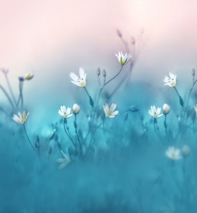 Huawei Nova, Huawei Nova 3, 显花植物, 水上, 野花 壁纸 2160x2340 允许