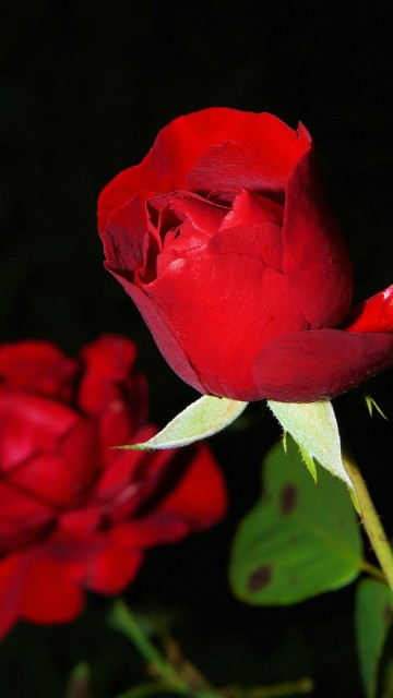 Image best rose, garden roses, flower, hybrid tea rose, flower bouquet