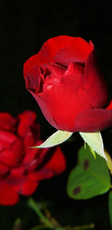 Image best rose, garden roses, flower, hybrid tea rose, flower bouquet