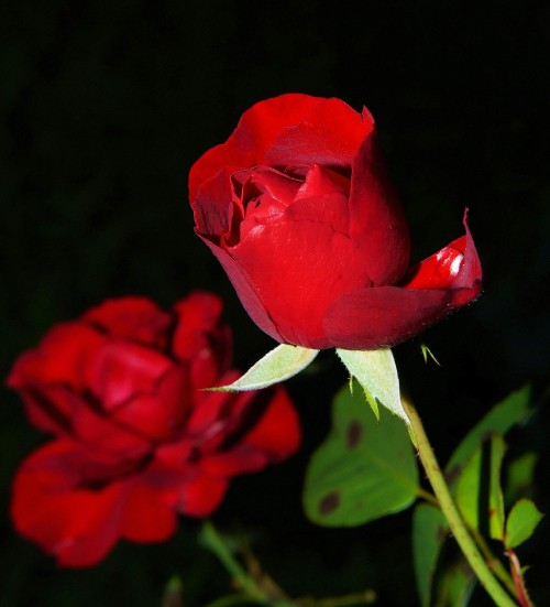 Image best rose, garden roses, flower, hybrid tea rose, flower bouquet