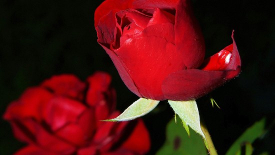 Image best rose, garden roses, flower, hybrid tea rose, flower bouquet