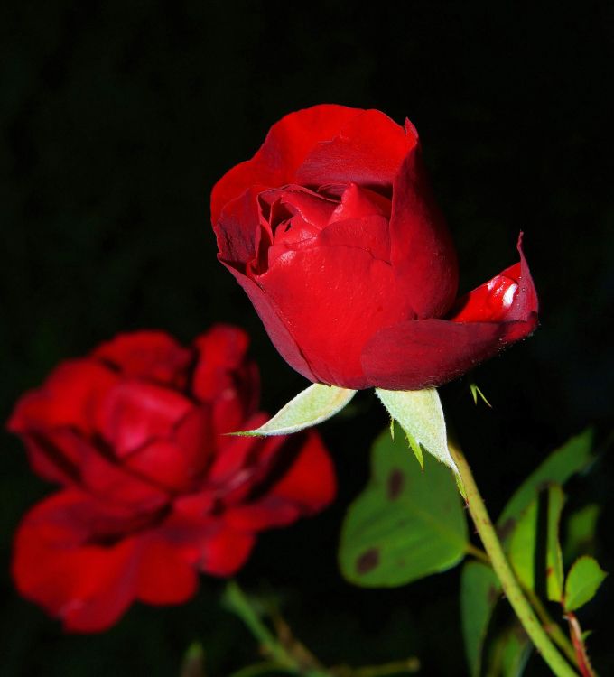 la Mejor Rosa, Las Rosas de Jardín, Híbrido de té de Rosa, Ramo de Flores, Pétalo. Wallpaper in 3144x3466 Resolution