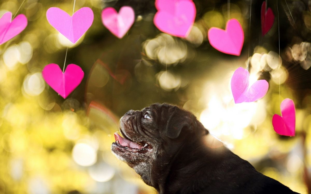 Pug Negro Con Corazones Rosas en la Cabeza. Wallpaper in 1920x1200 Resolution