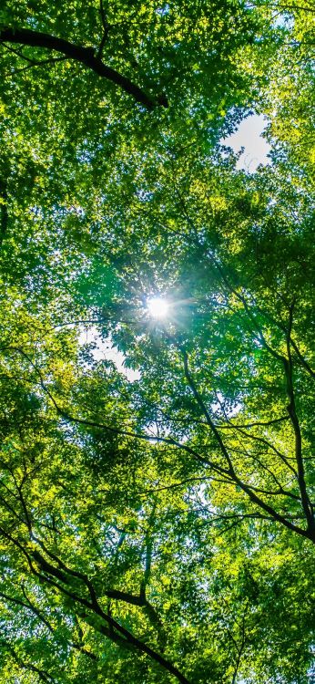 Environnement Naturel, Protection Environnementale, Les Gens Dans la Nature, Paysage Naturel, Plante Terrestre. Wallpaper in 1080x2340 Resolution