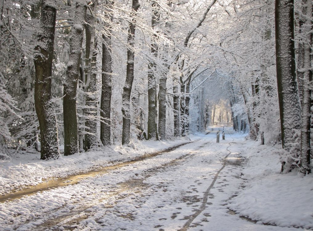 snow covered road between trees during daytime