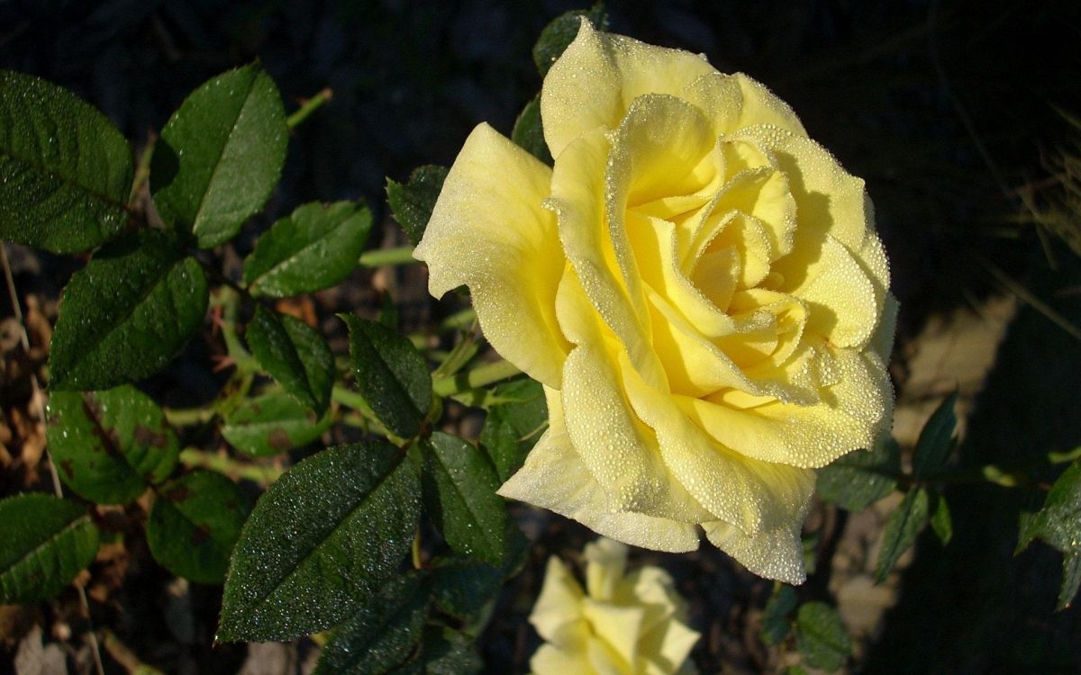 yellow rose in bloom during daytime