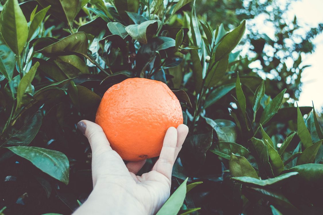 Persona Sosteniendo Fruta Naranja Durante el Día. Wallpaper in 4608x3072 Resolution