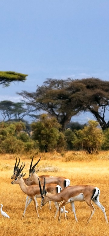 Image group of deer on green grass field during daytime