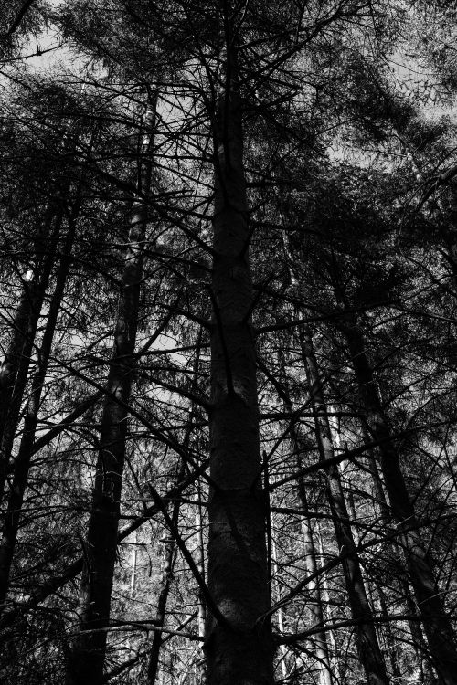 Baum, Schwarz Und Weiß, Natur, Schwarz, Wald. Wallpaper in 4000x6000 Resolution