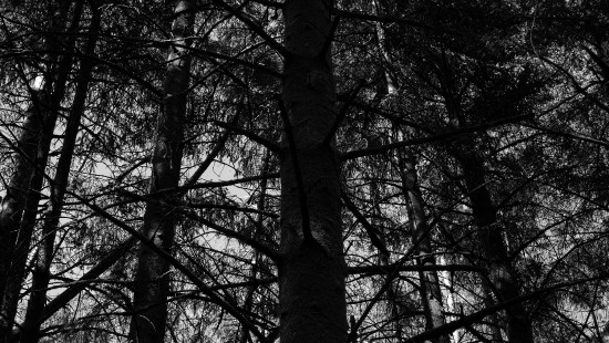 Image tree, black and white, nature, black, forest