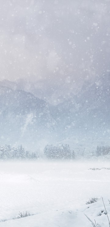 Image snow, winter storm, winter, cloud, plant