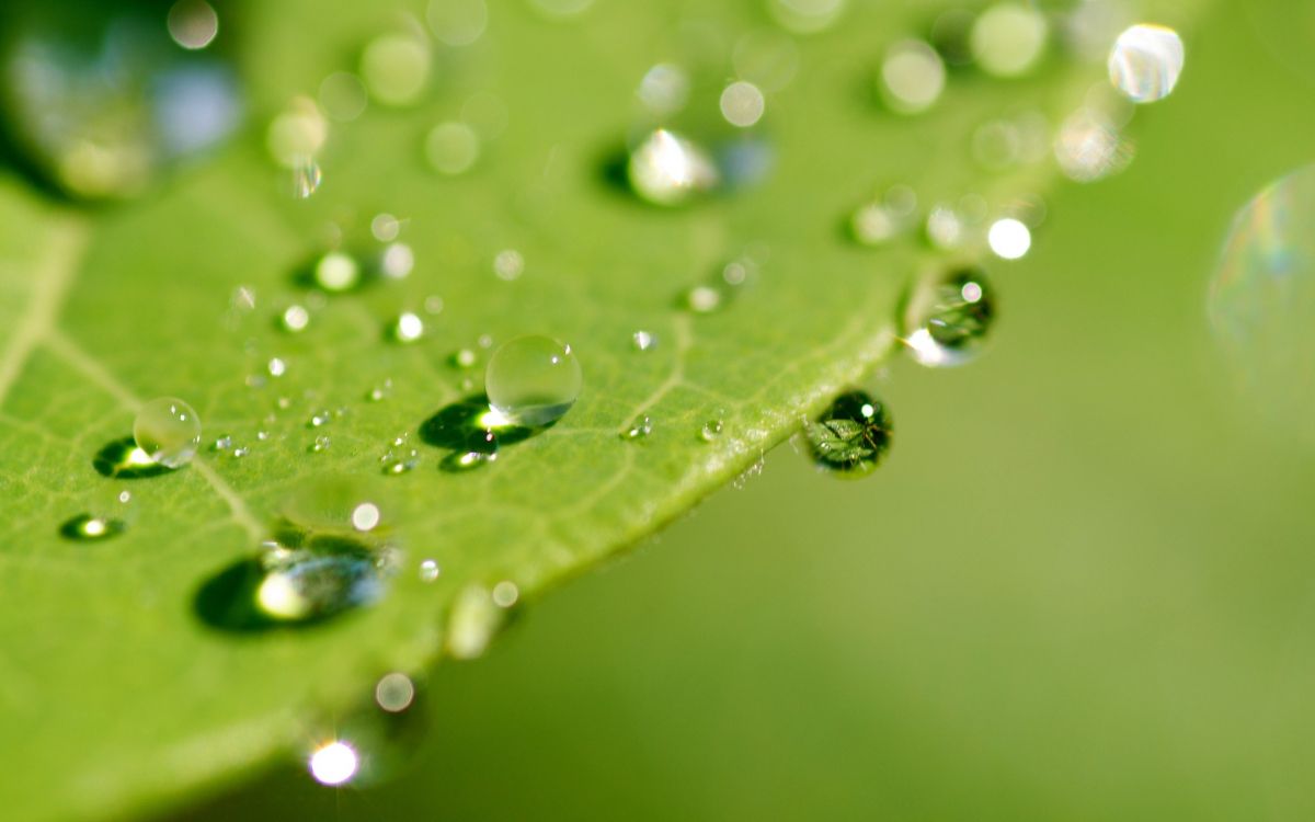 Gotas de Agua en la Hoja Verde. Wallpaper in 2560x1600 Resolution