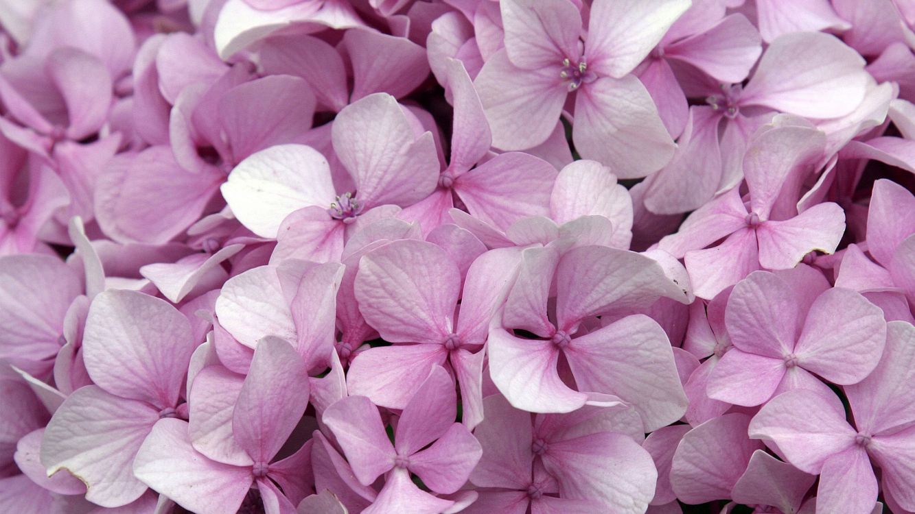 绣球花, 粉红色的花朵, 粉红色, 淡紫色的, 紫色的 壁纸 2560x1440 允许