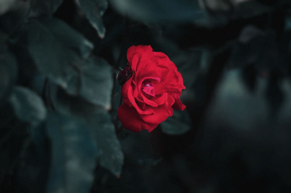 Red Rose in Close up Photography. Wallpaper in 5620x3724 Resolution