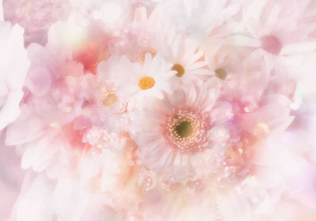 Weiße Und Rosa Gänseblümchen. Wallpaper in 3571x2500 Resolution