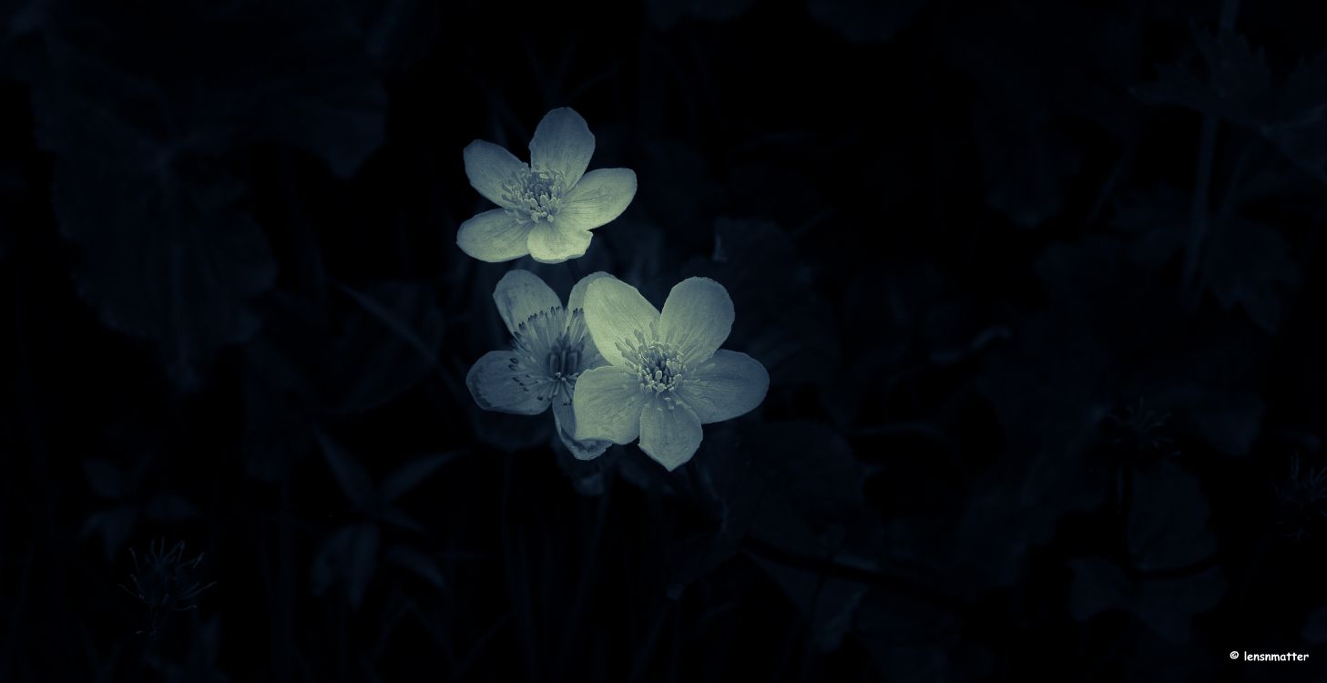 Flor Blanca y Morada en Fotografía de Cerca. Wallpaper in 7642x3933 Resolution