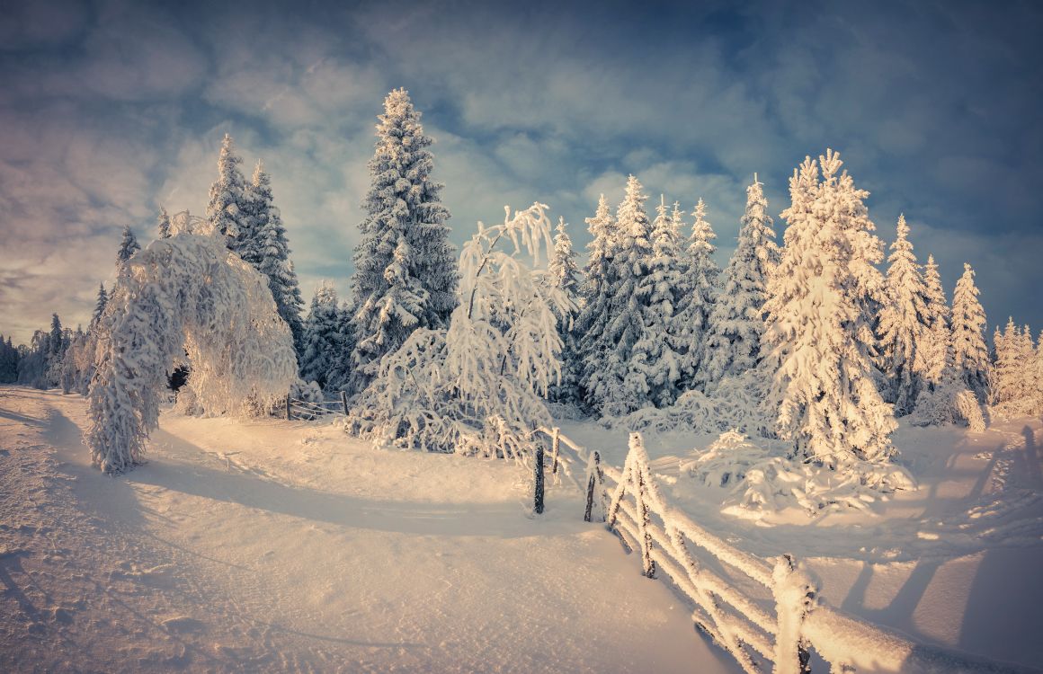 Schneebedeckte Bäume Und Berge Tagsüber. Wallpaper in 5971x3860 Resolution